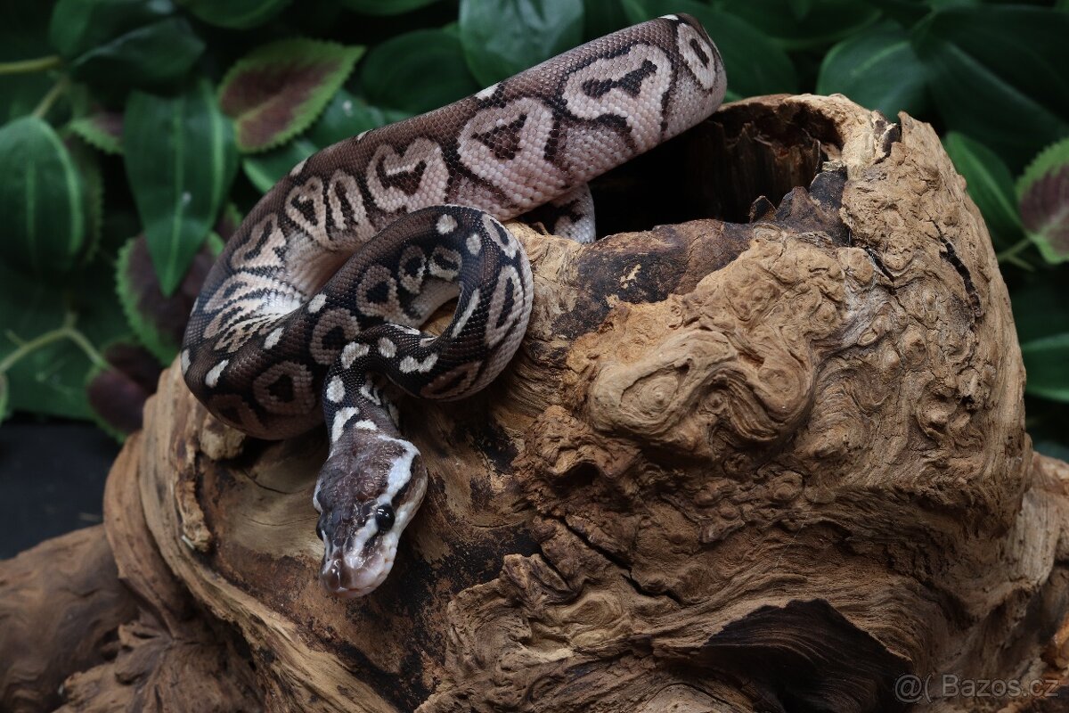 Krajta královská - samec - Black Pewter - 4