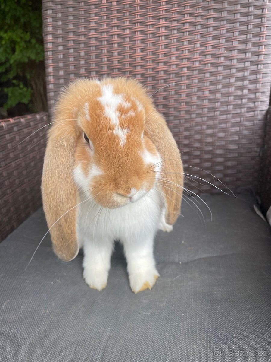 Francouzský beran - 4