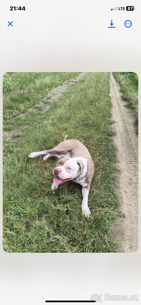 American Bully XL - 4