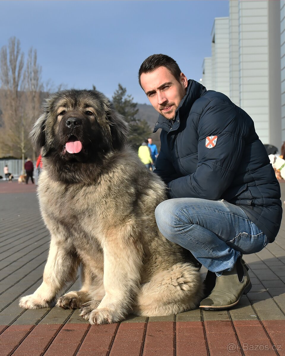 Kavkazský pastevecký pes - 4