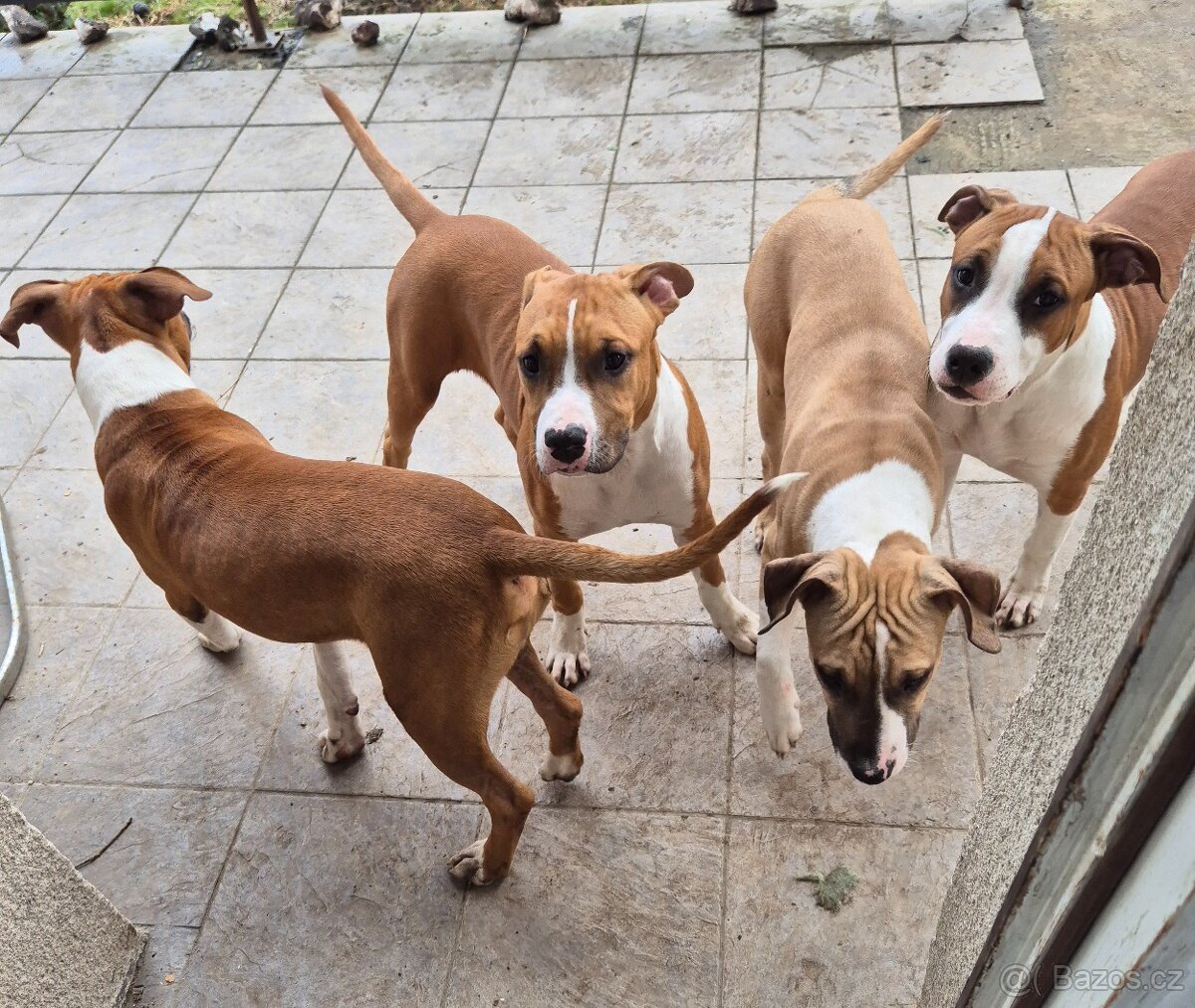 Americký stafordšírský teriér s PP - 4