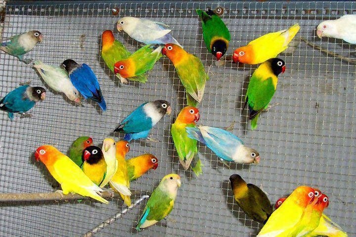 Austrália odcervenie S76 - 4