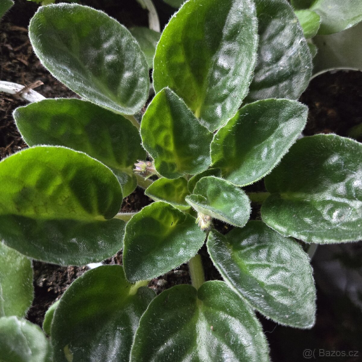 Fialka fialová + bílá strakatá, nakvétá - 4