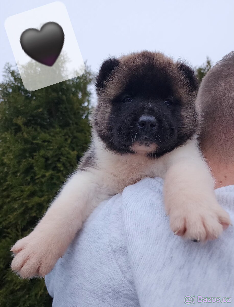 Americká akita s PP - 4