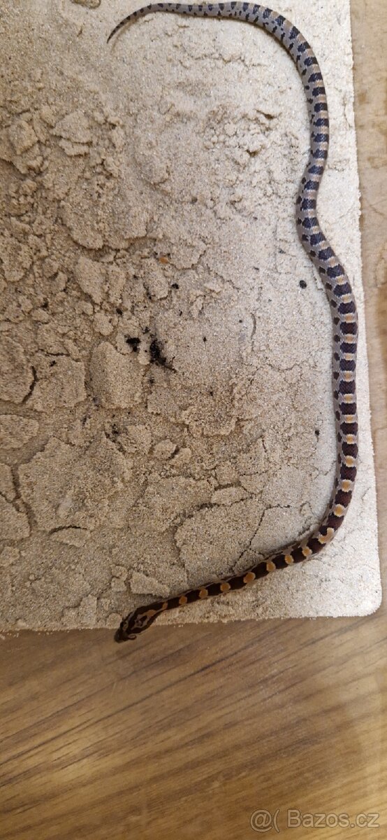 Užovka červená - 4