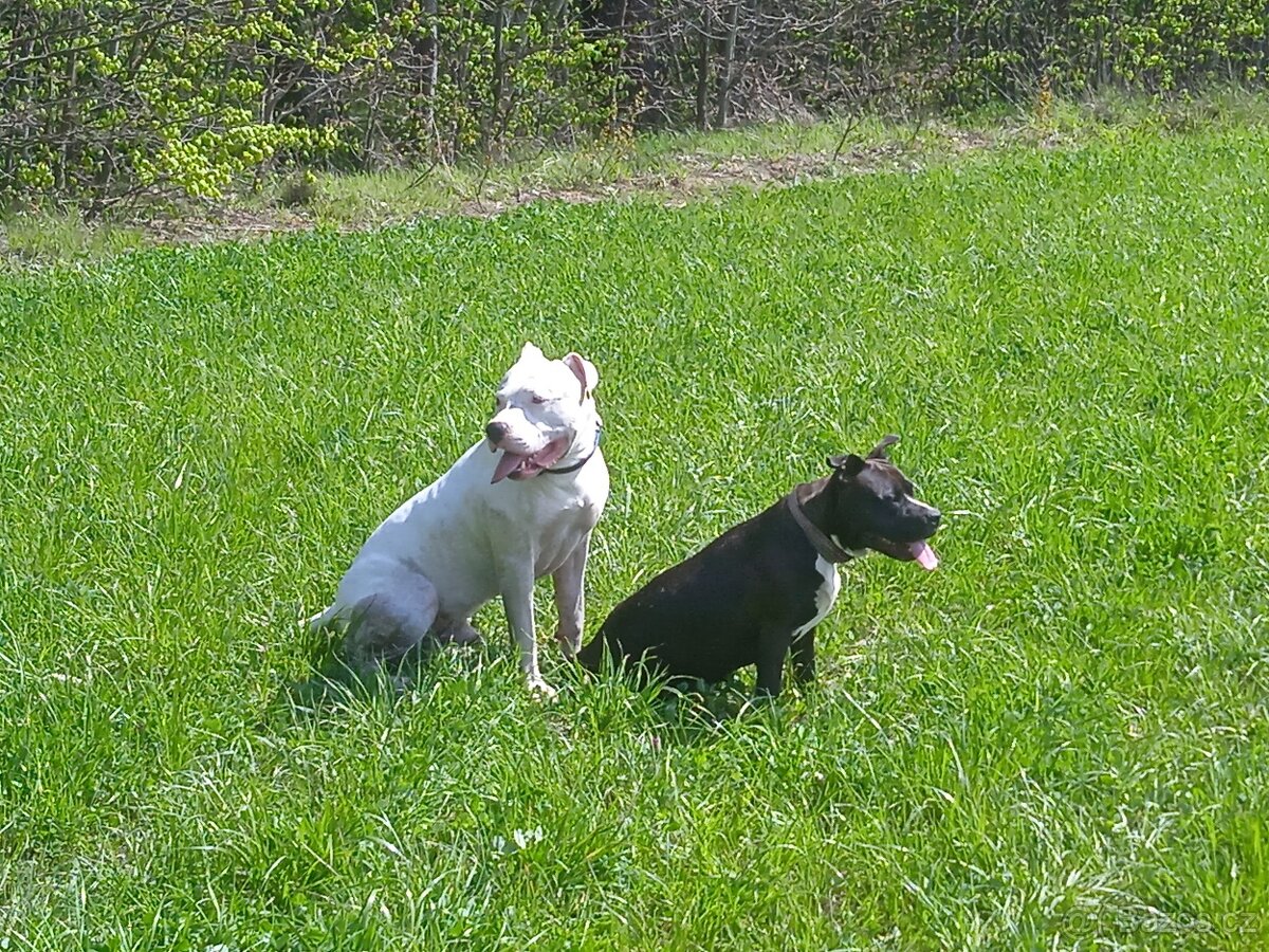 Americký stafordšírský teriér - 4