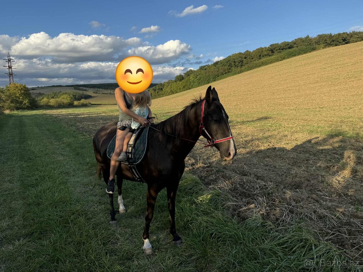 Kobyla Achalteke - 4