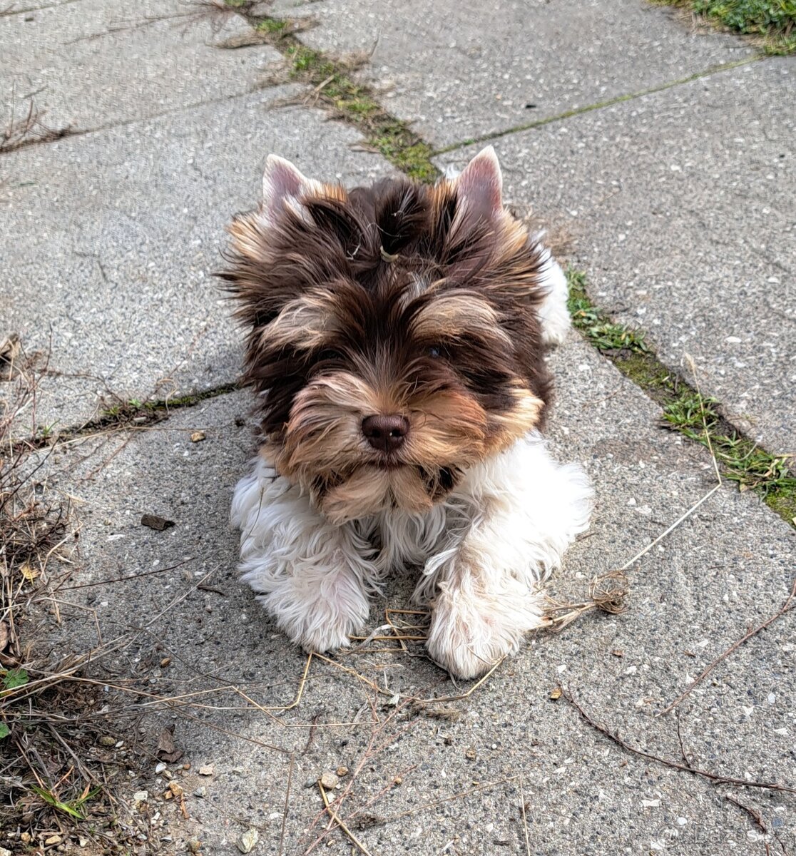 Yorkshire teriér s PP/ krytí - 4