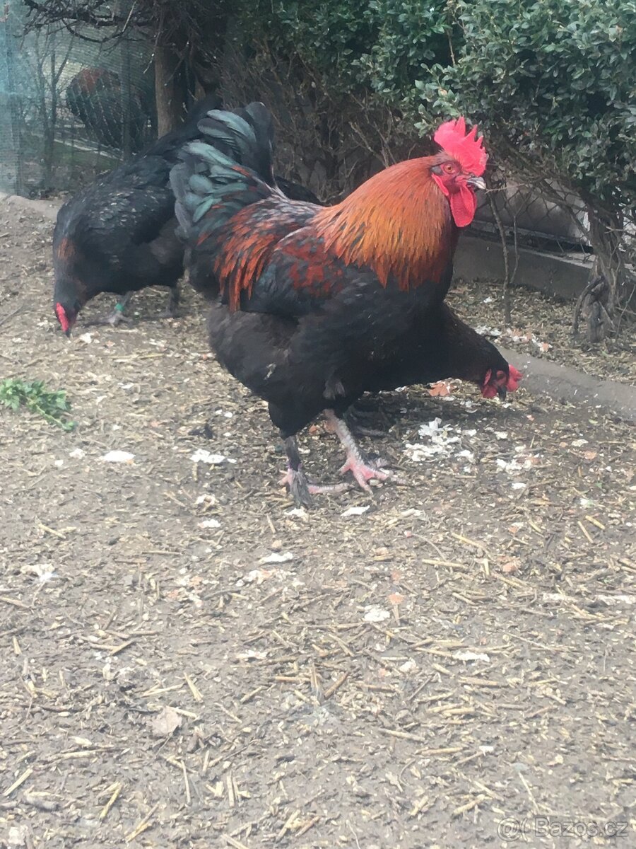 Násadová vejce marans- 25 ks - 4