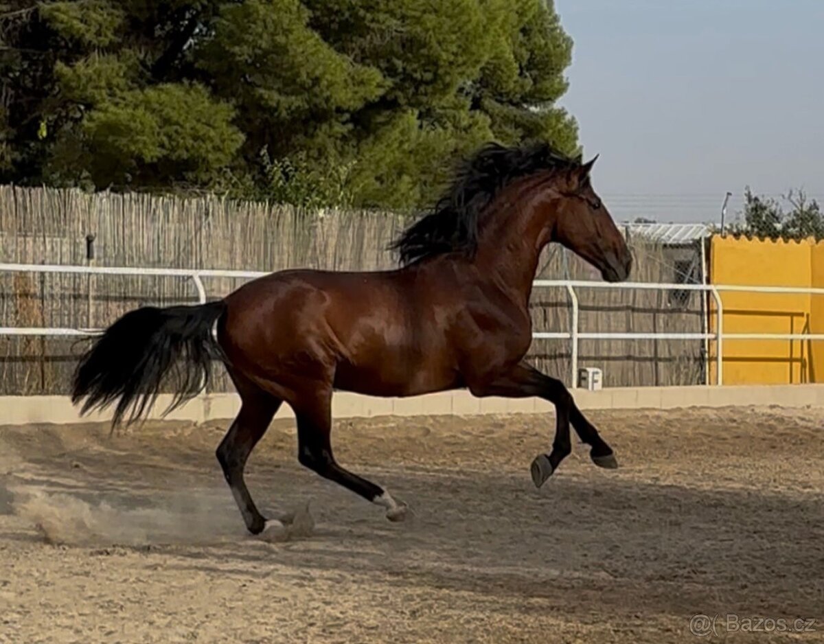 Hřebec Pura Raza Española - 4