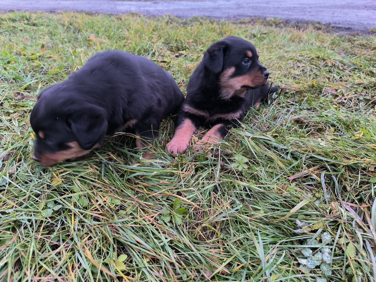 Rotvajler Rotweiler štěně - 4