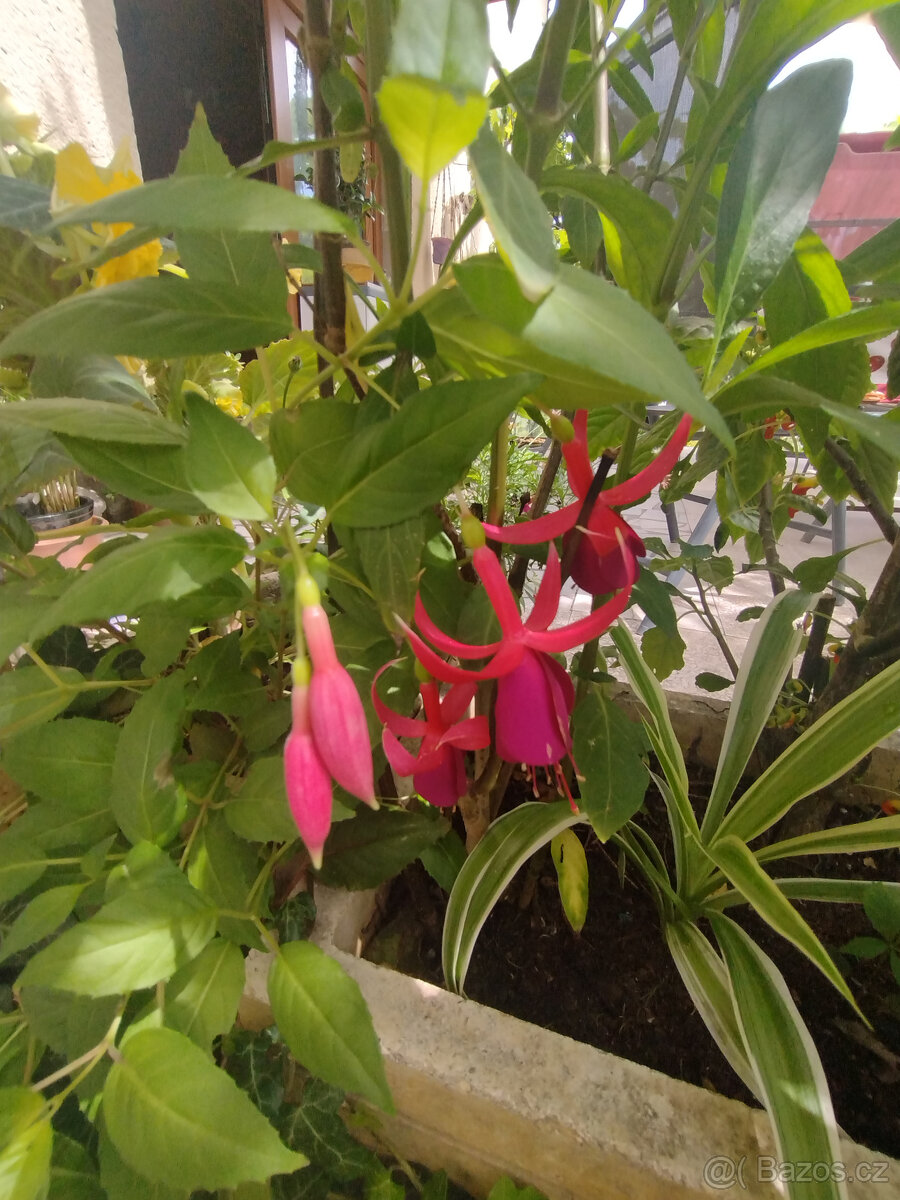 pokojové rostliny - 4