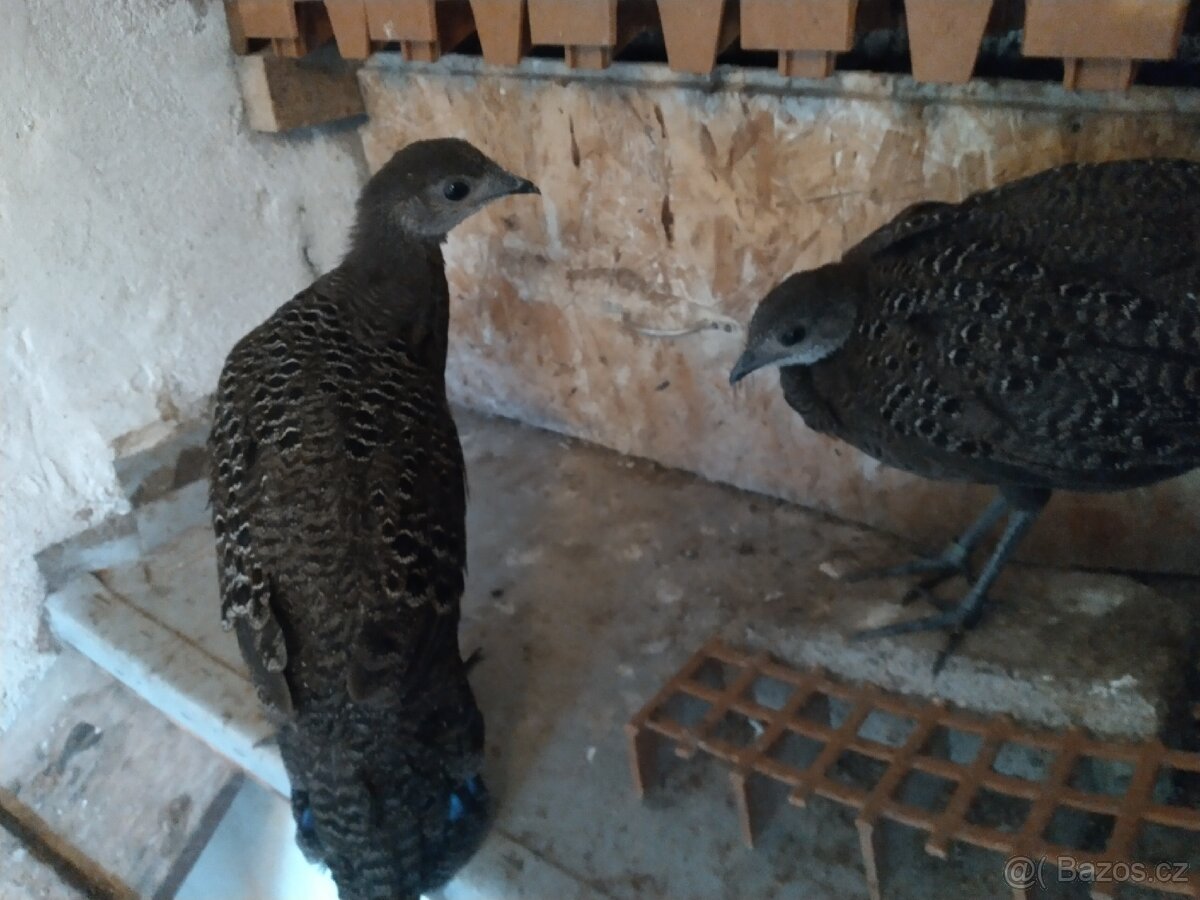 Bažant paví šedý - 4