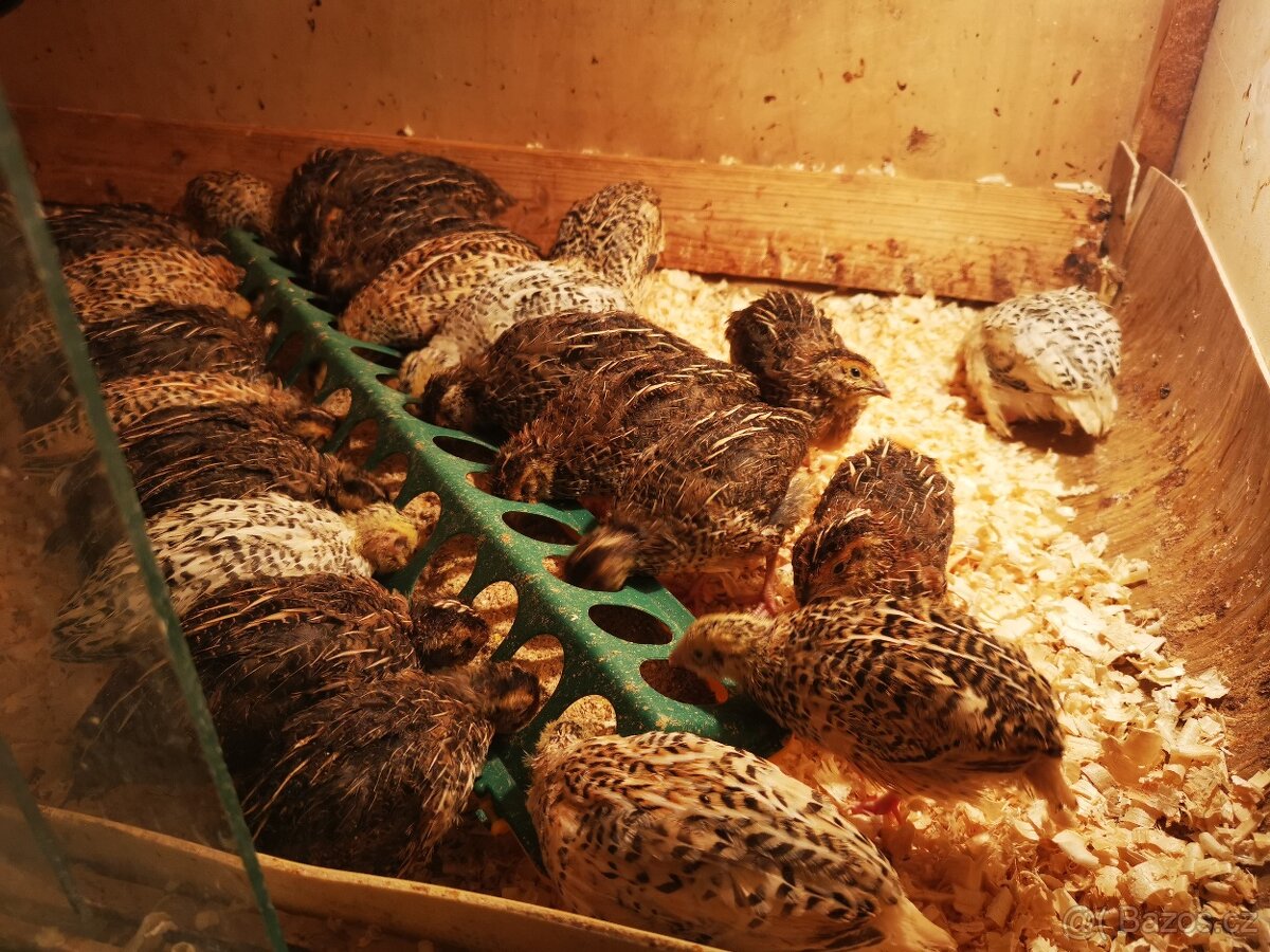 Vejce křepelek, křepelky, křepelka, násadová vajíčka - 4