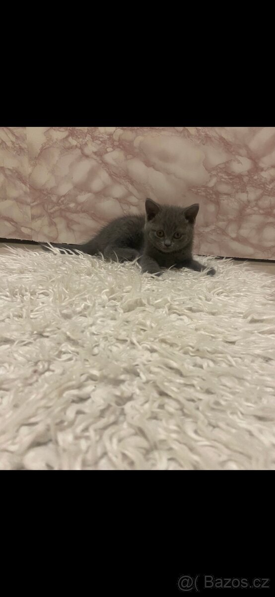 Modrá britská koťata - 4