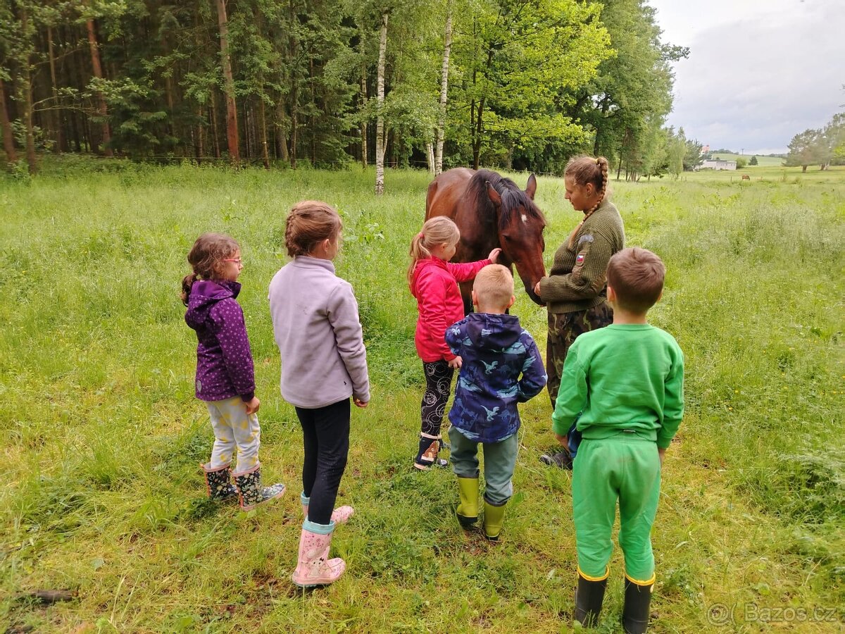 Prodám Amerického klusáka - 4