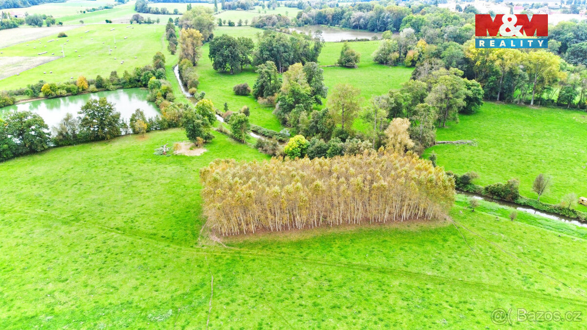 Prodej lesa, 1461 m², Skřivany - 4