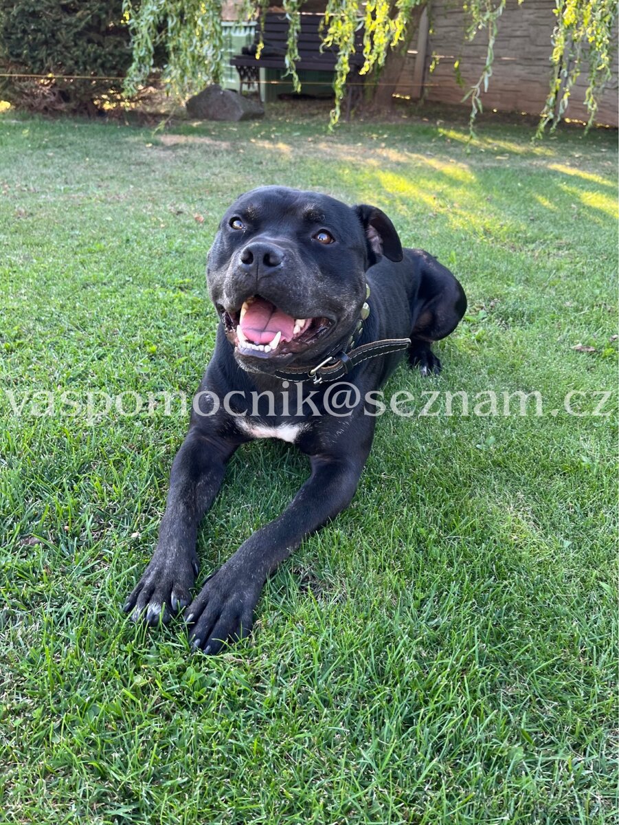 Pitbull ke krytí - 4