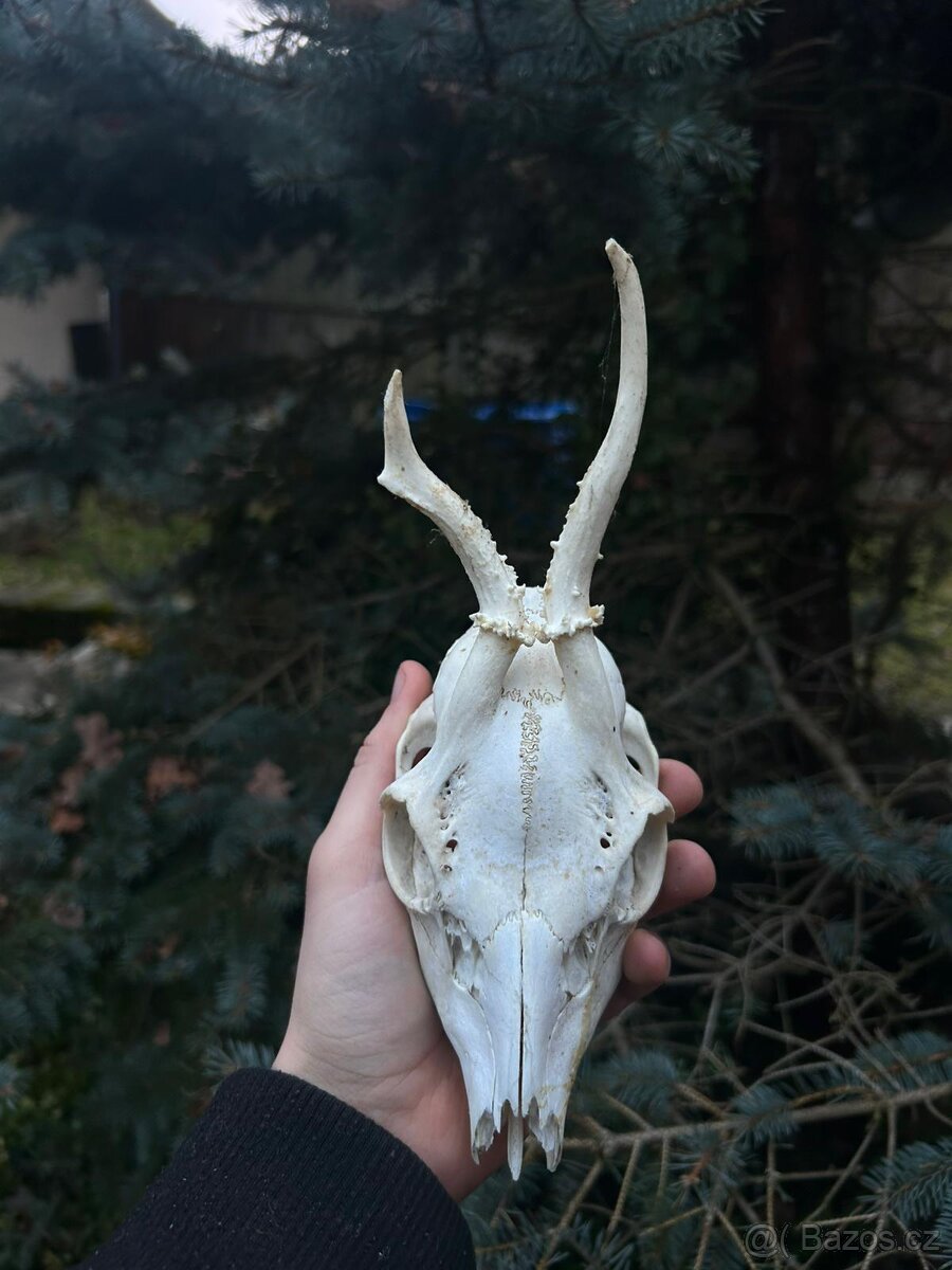 Parohy a trofeje - 4