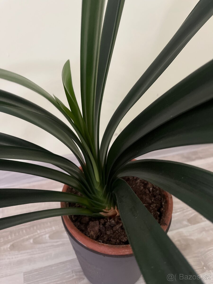 Pokojová rostlina- Klívie - 4