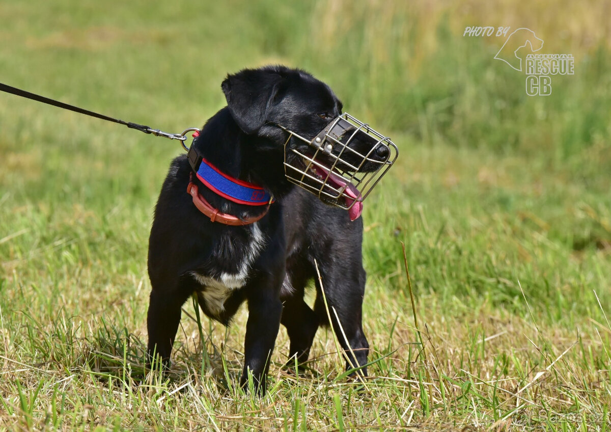 Darujeme Dastyho - 4