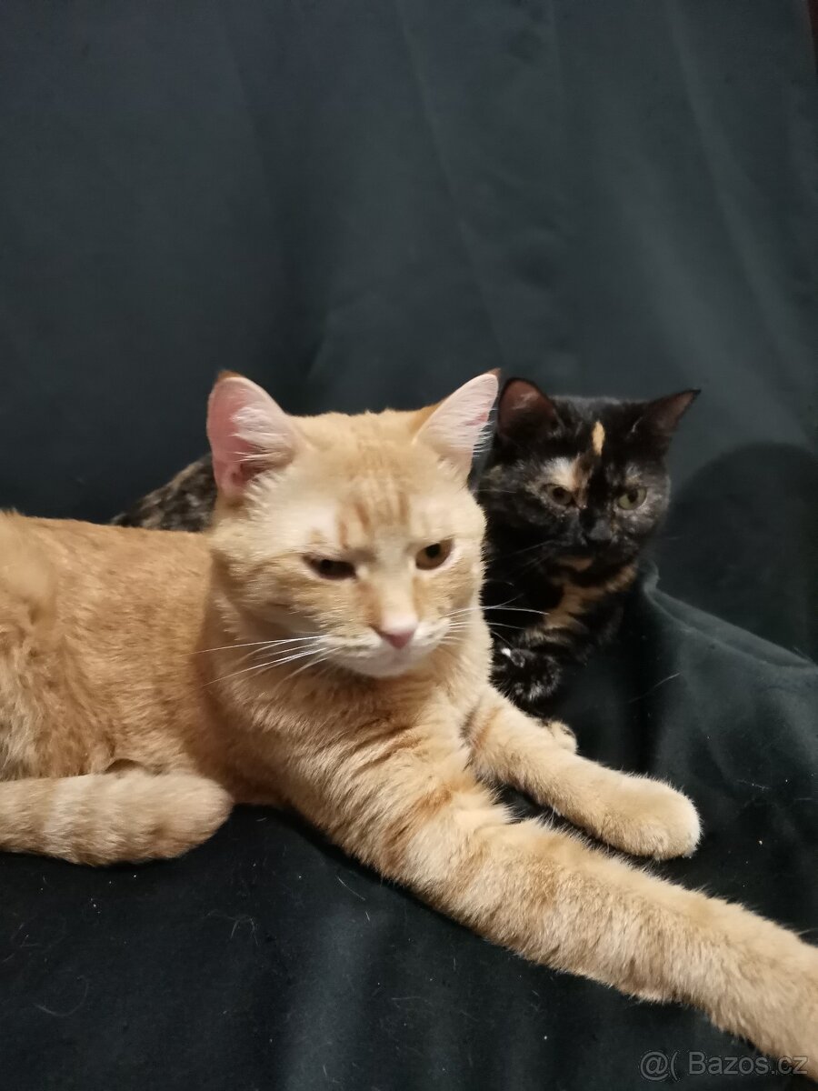 Daruji kočičáky - 4