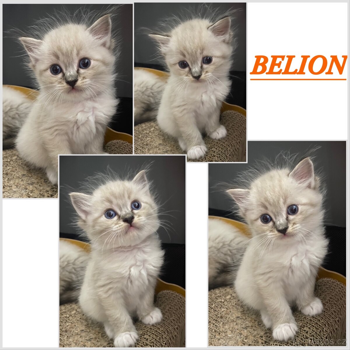 Ragdoll koťátka s PP FIFe - 4