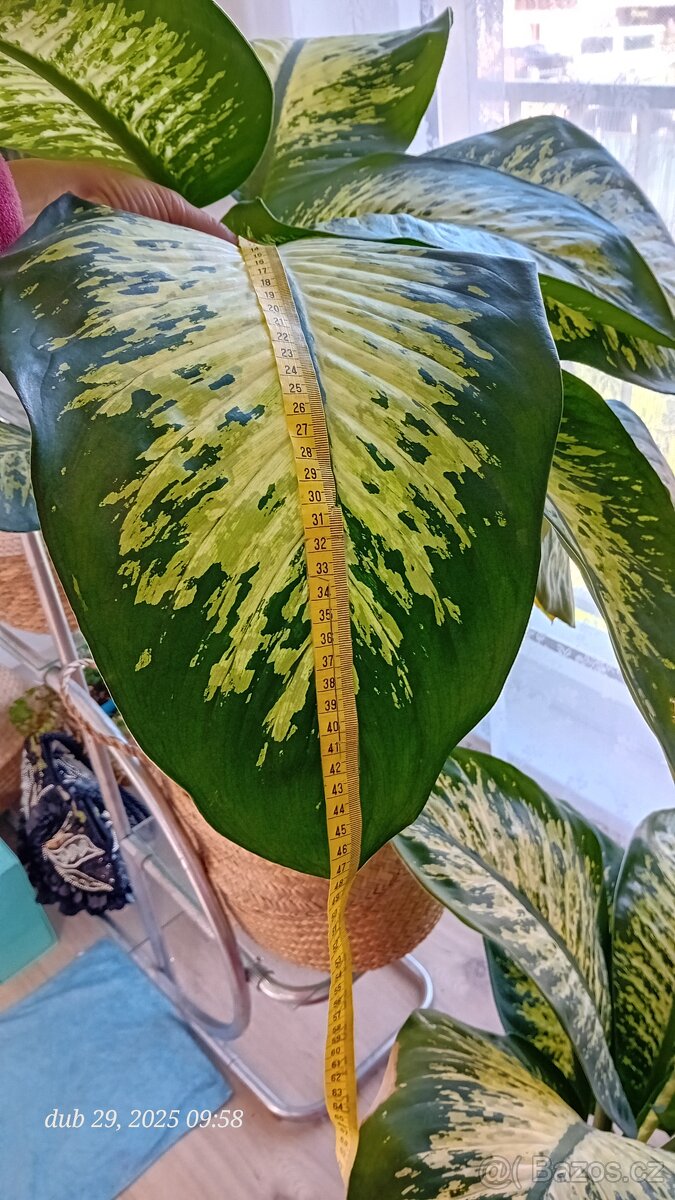 Diefenbachie II. - 4