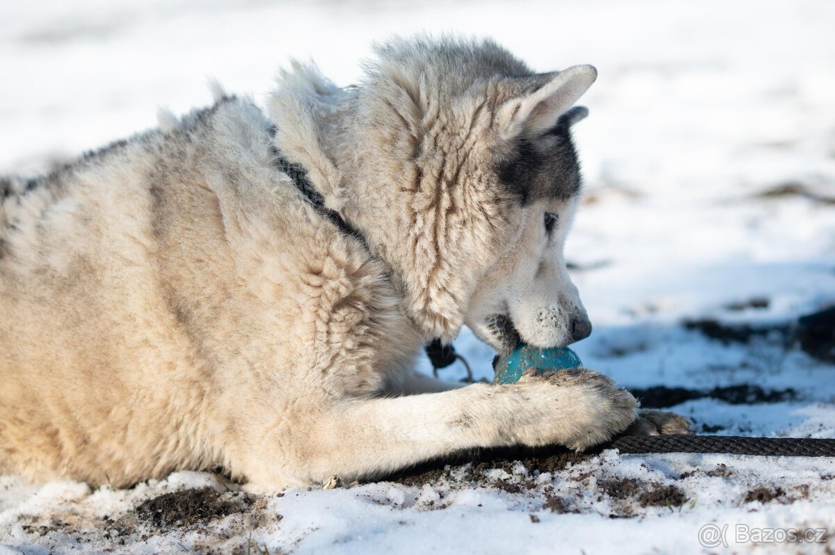 Husky s PP hledá nový domov - 4