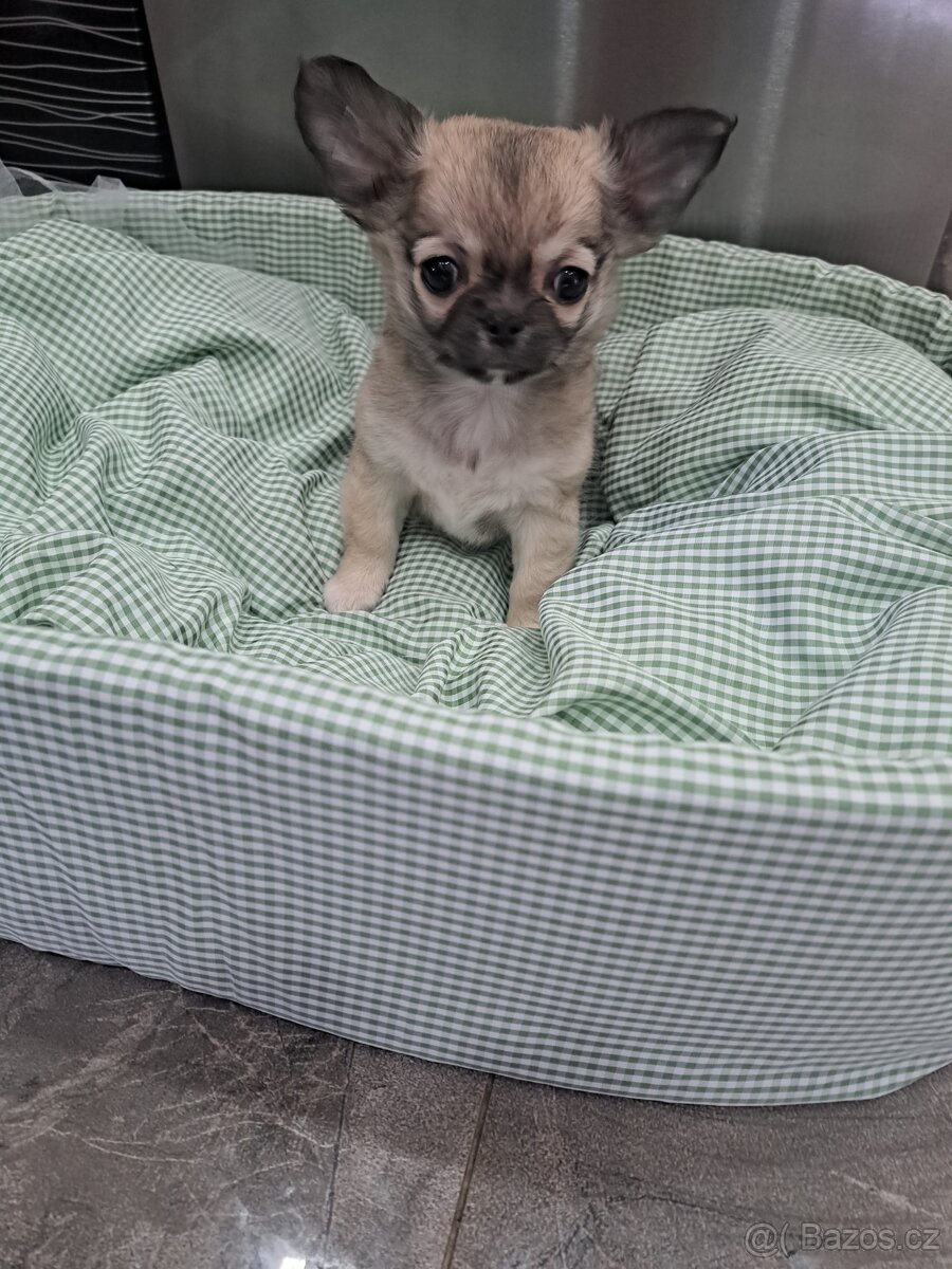 Čivava štěňátka kluci - 4
