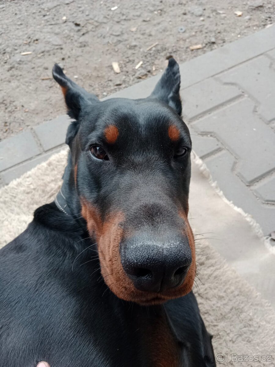 Krytí pes Dobrman - 4