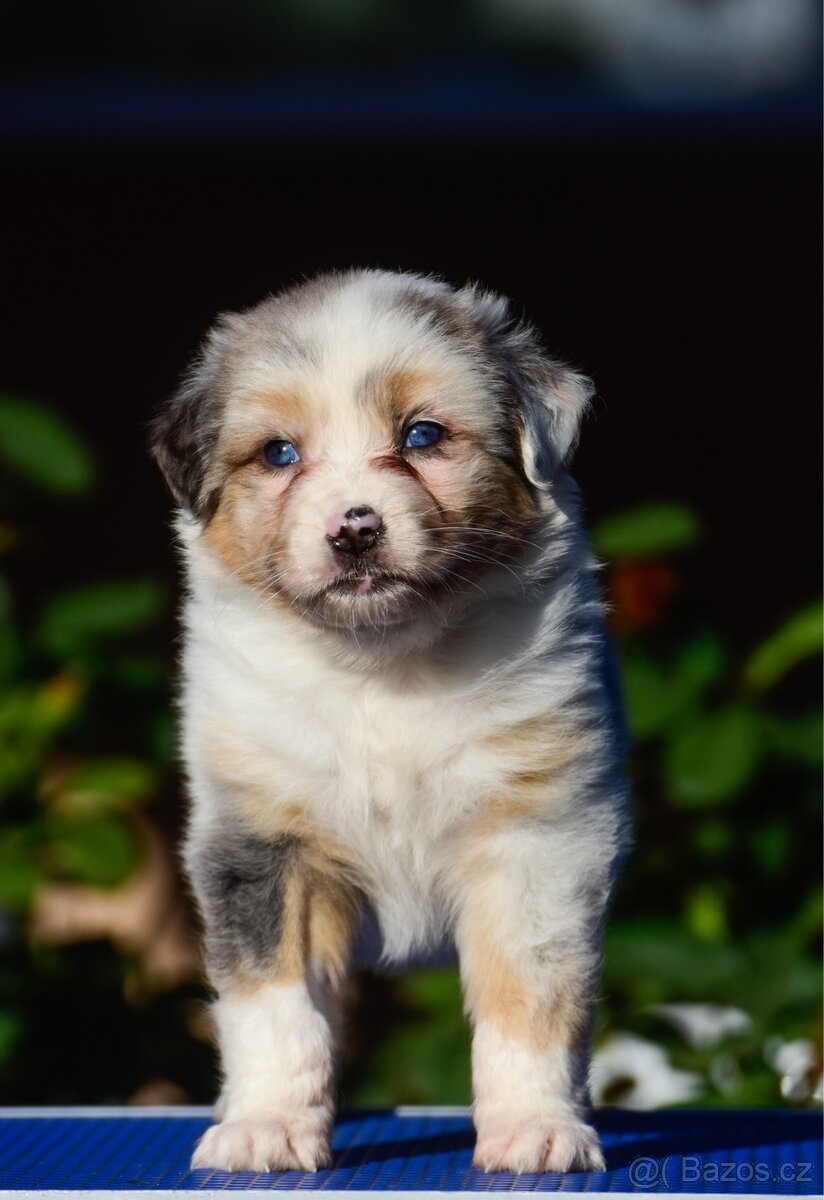 Australský ovčák s PP - blue Merle a black tri - 4