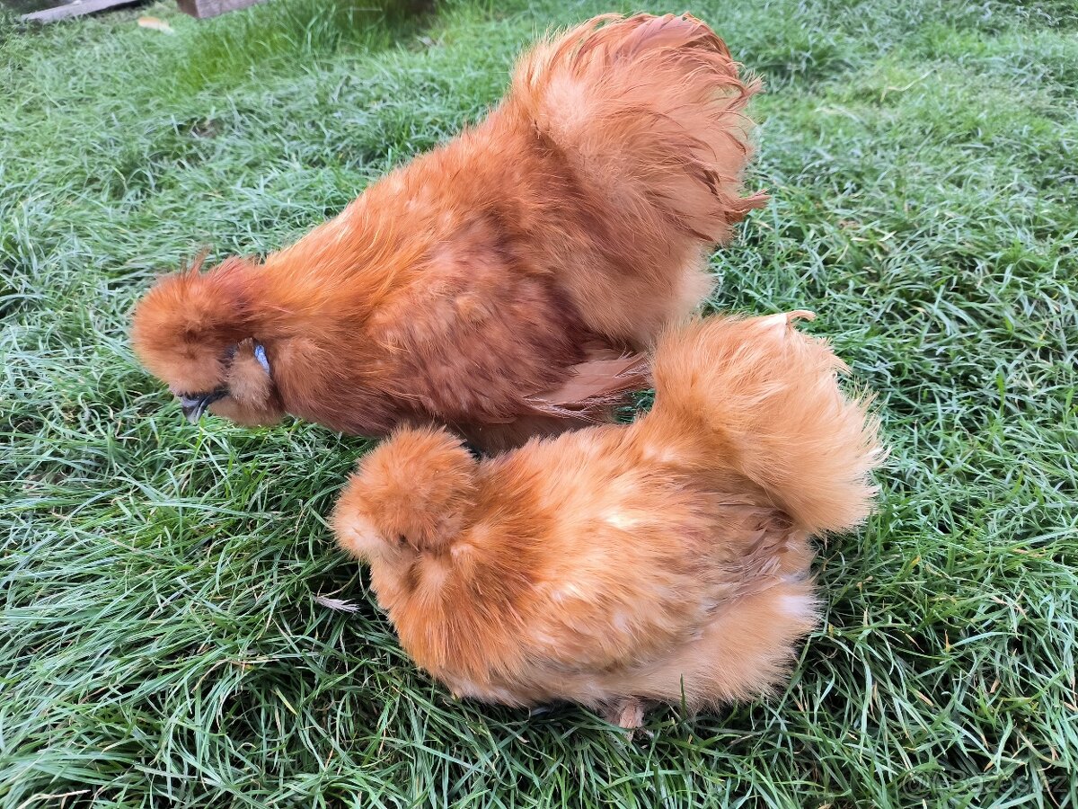 Hedvábničky velké vousaté EU - 4