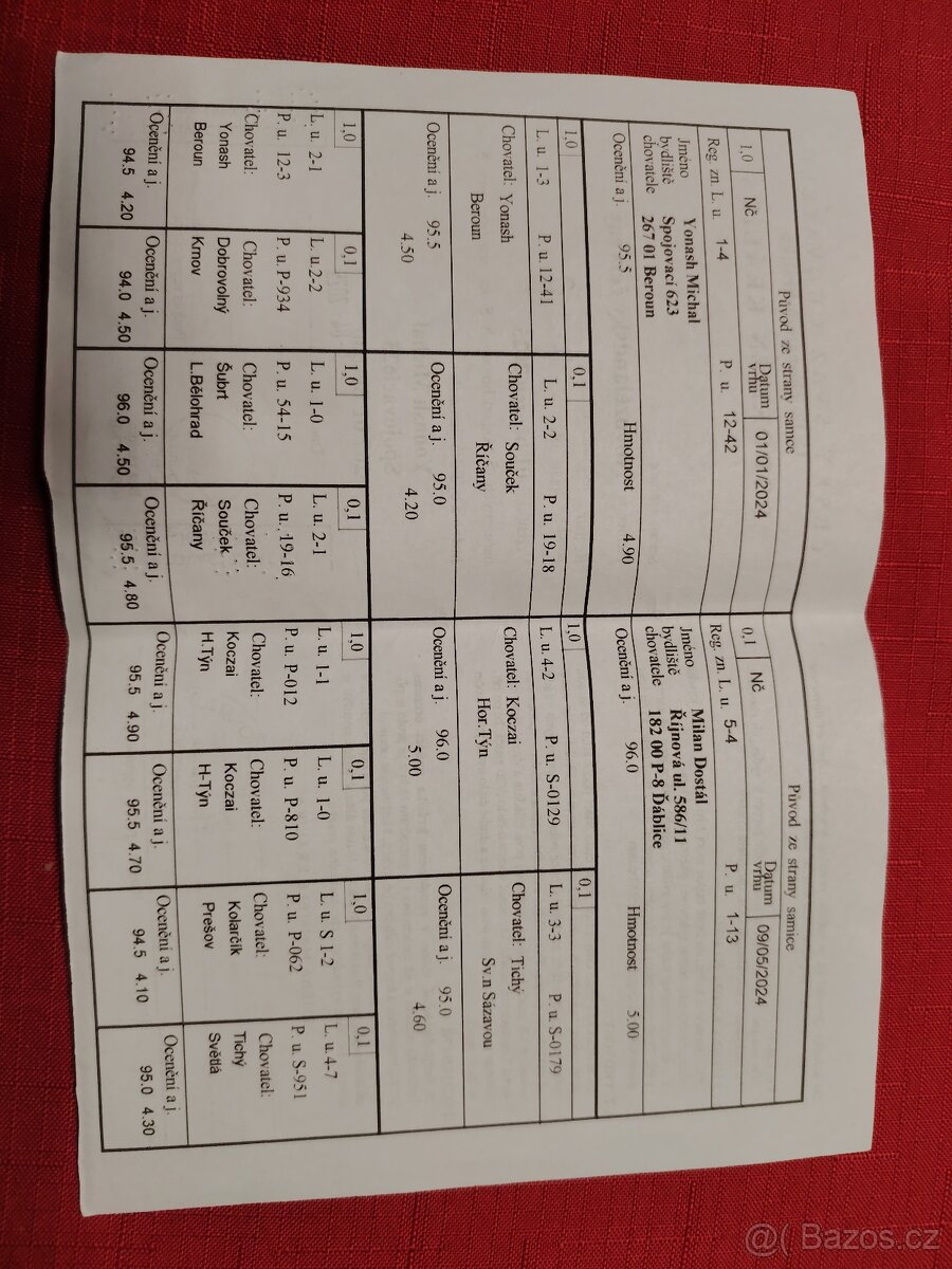 Novozelandsky červený/samička - 4