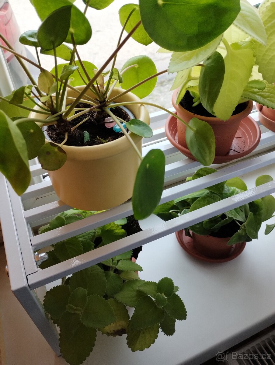 Pokojové rostliny - 4