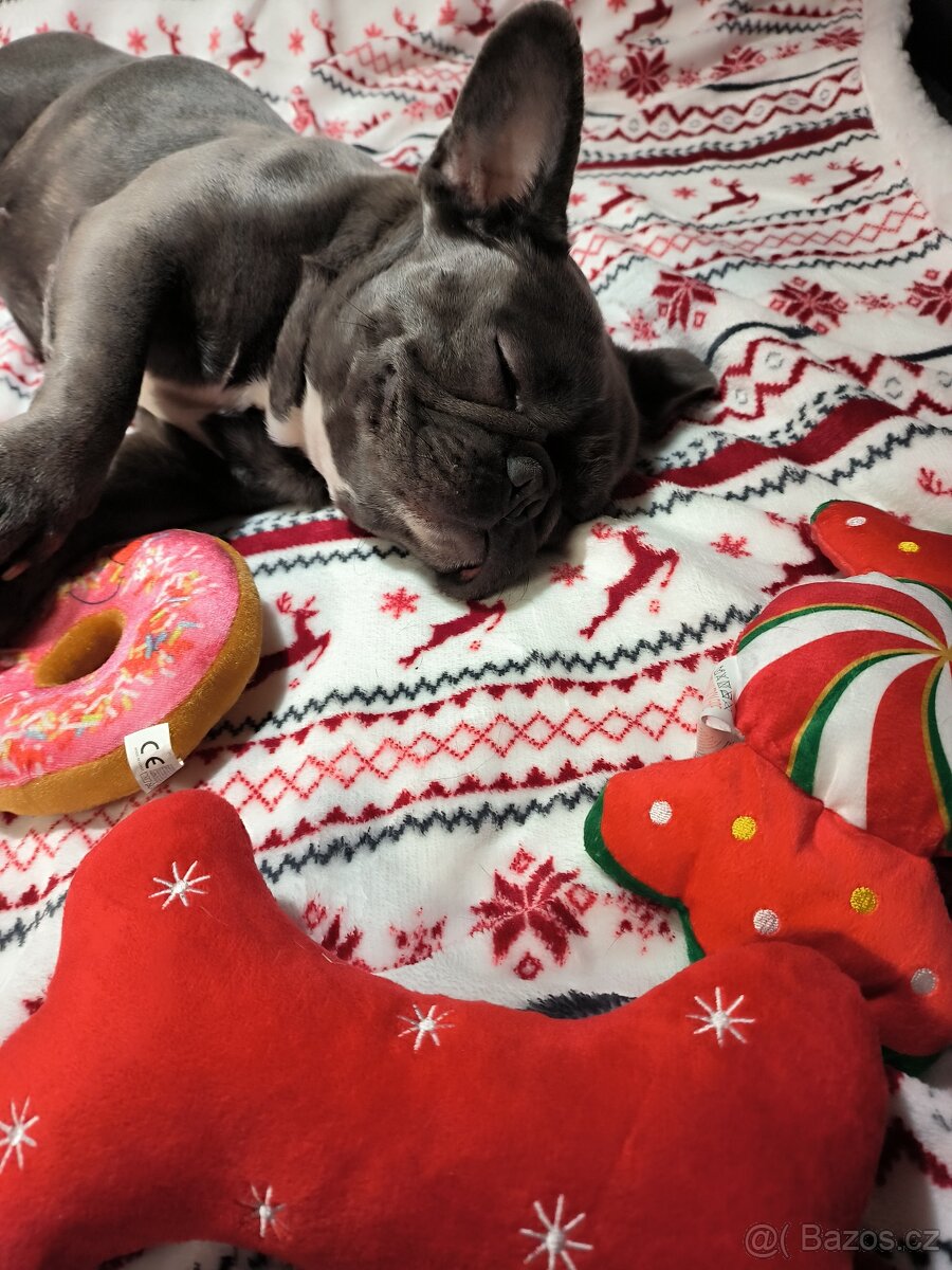 Francouzský buldoček - 4