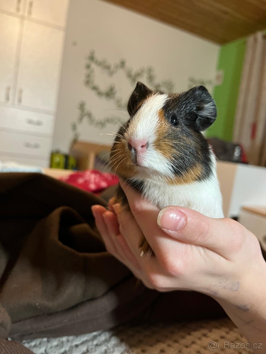 Daruji morčata samečci - 4