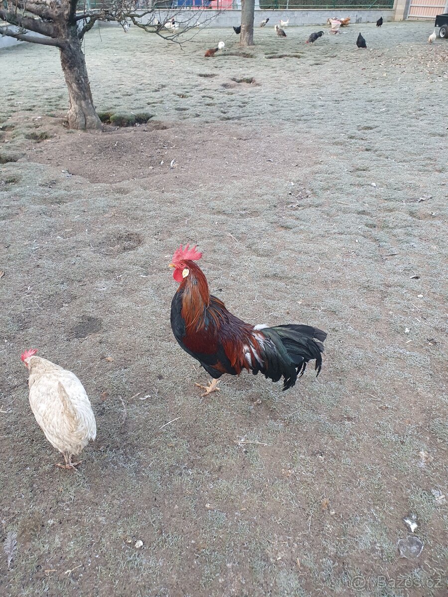 Prodám mladé kohouty - 4