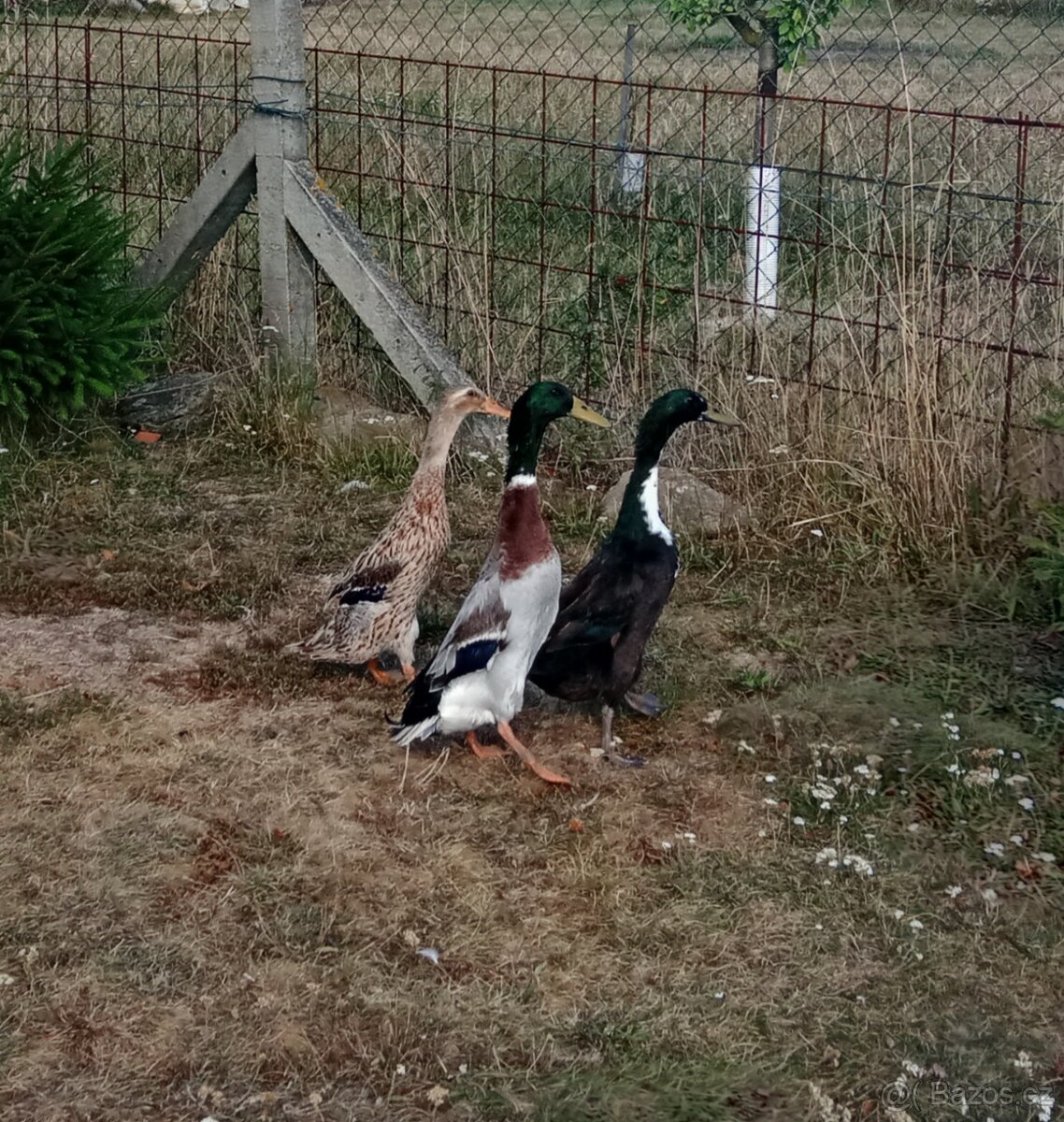 Indický běžec - kačer - 4