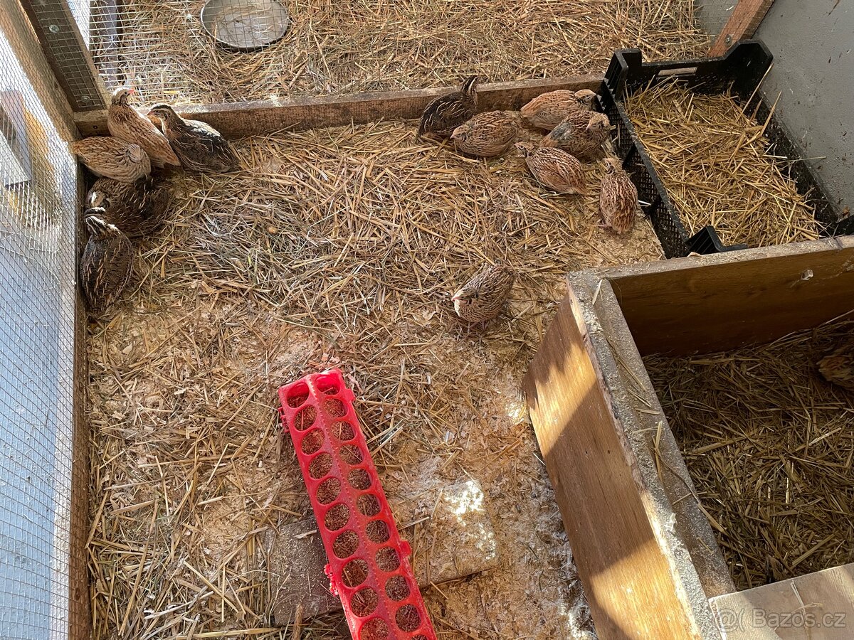 Křepelčí vajíčka - 4