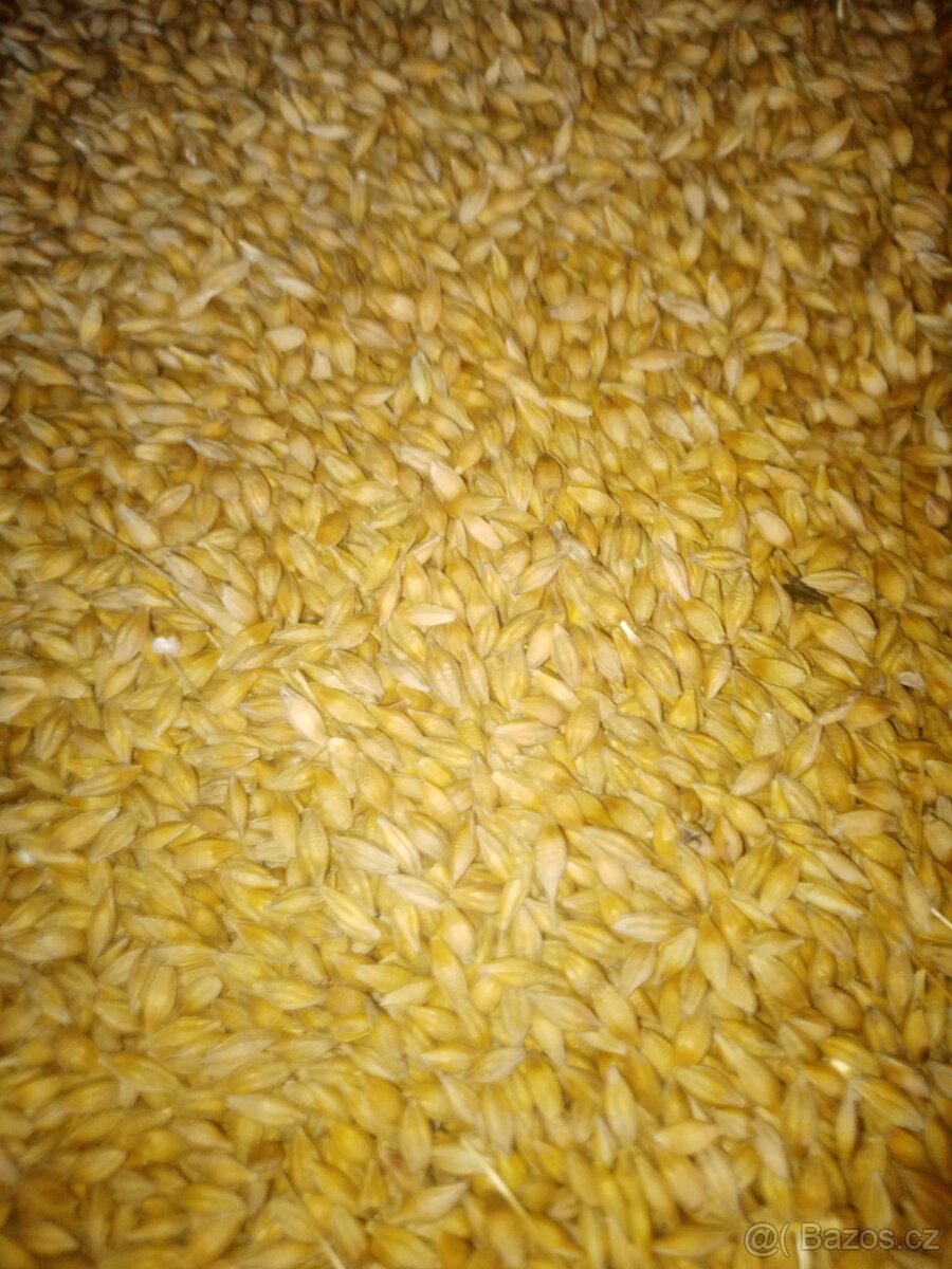 Prodám ječmen - 4