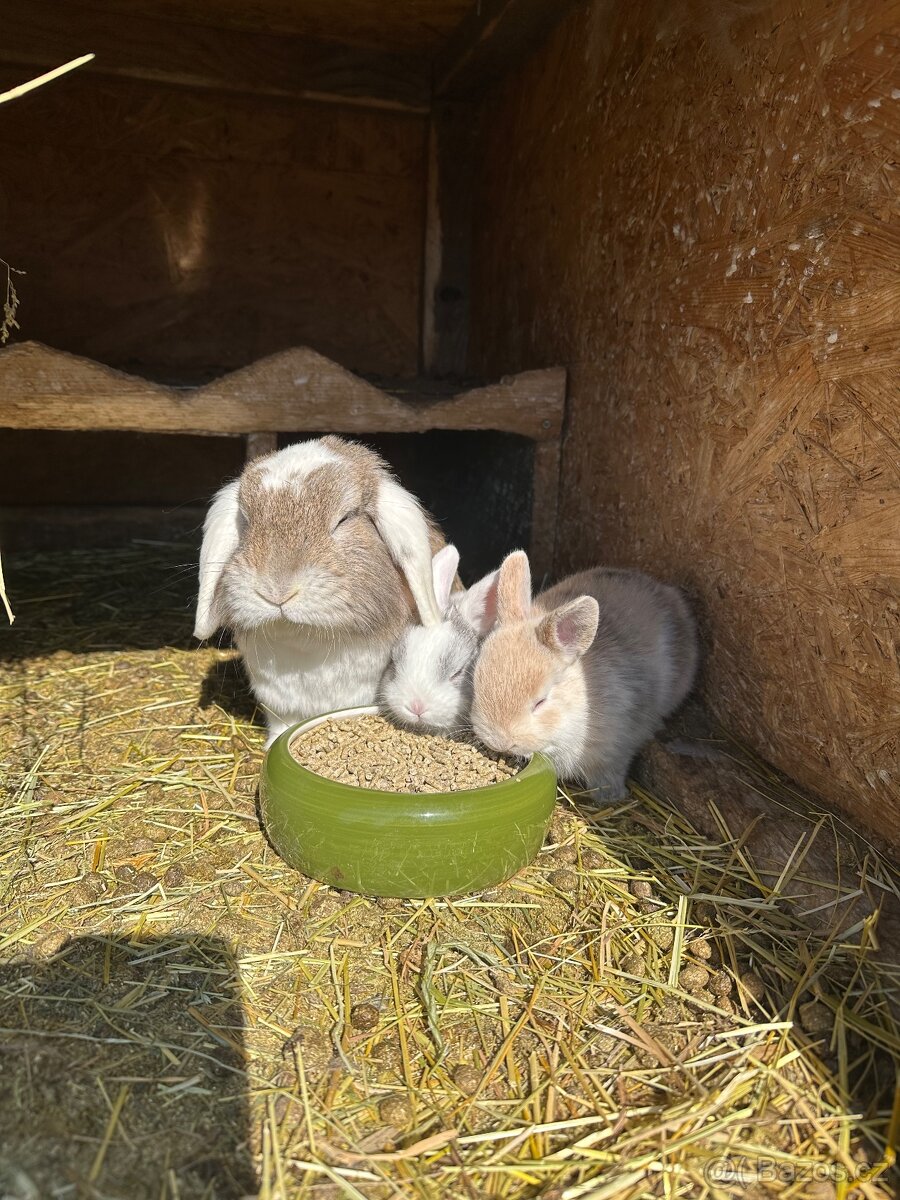 Zakrslý králíčci - 4