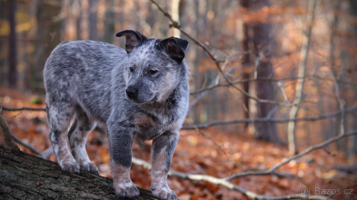 Australský honácký pes, pejsek s PP - 4