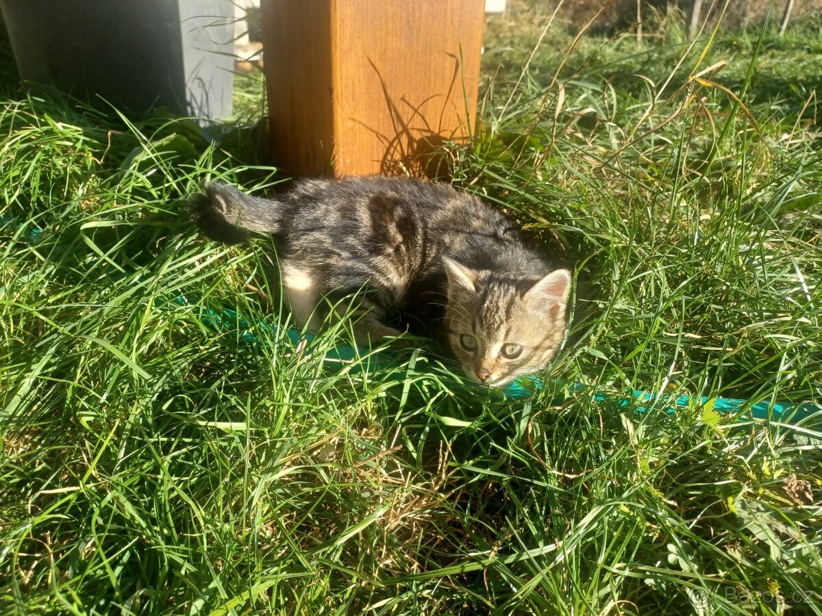 Darujeme koťátka - 4