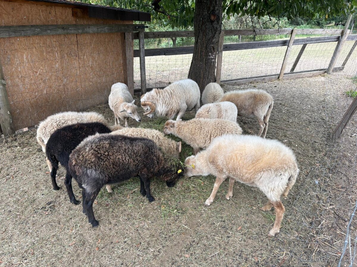 Quessantska ovce - 4