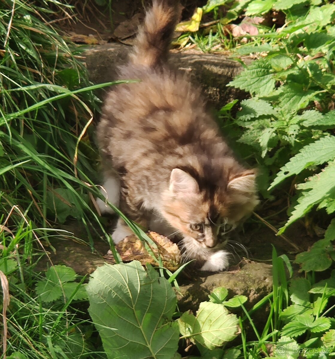 Mainská mývalí koťata - 4