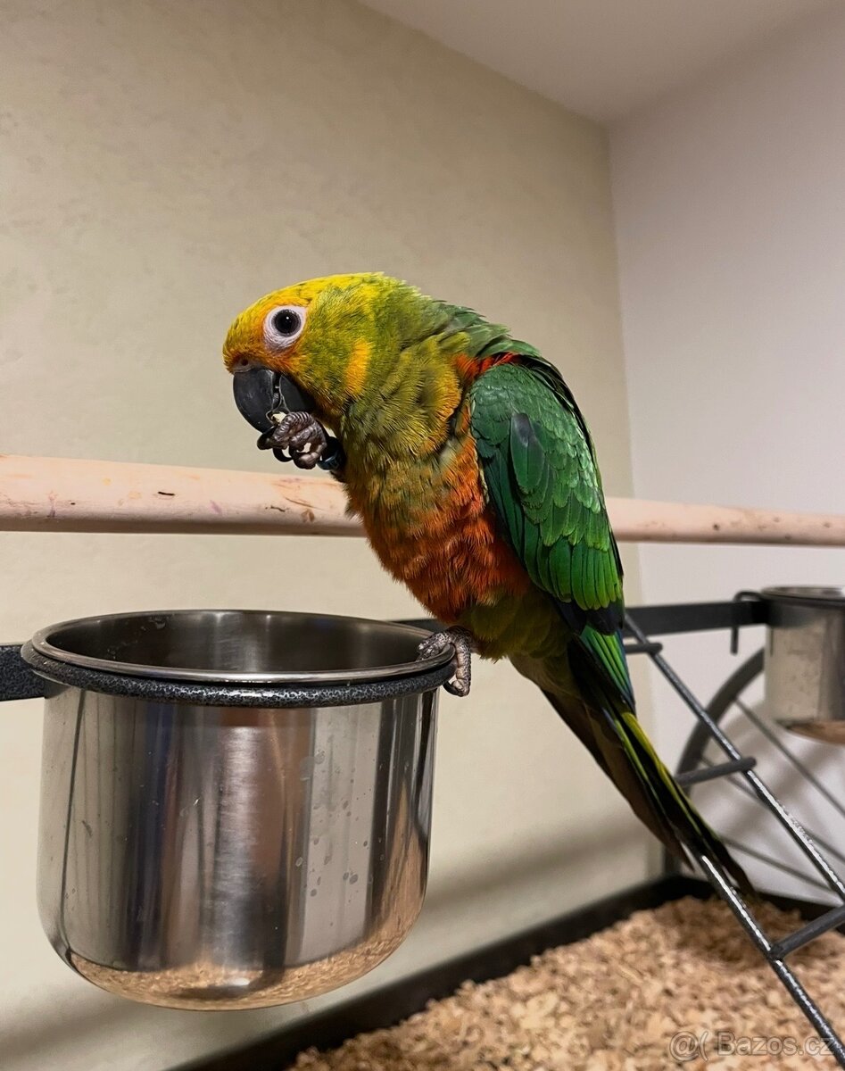 Papoušek Aratinga – Arnošt - 4
