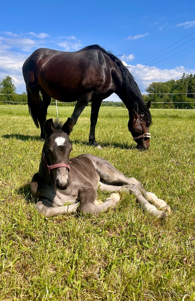 Prodám “nebudeš se nudit “ hřebečka - 4
