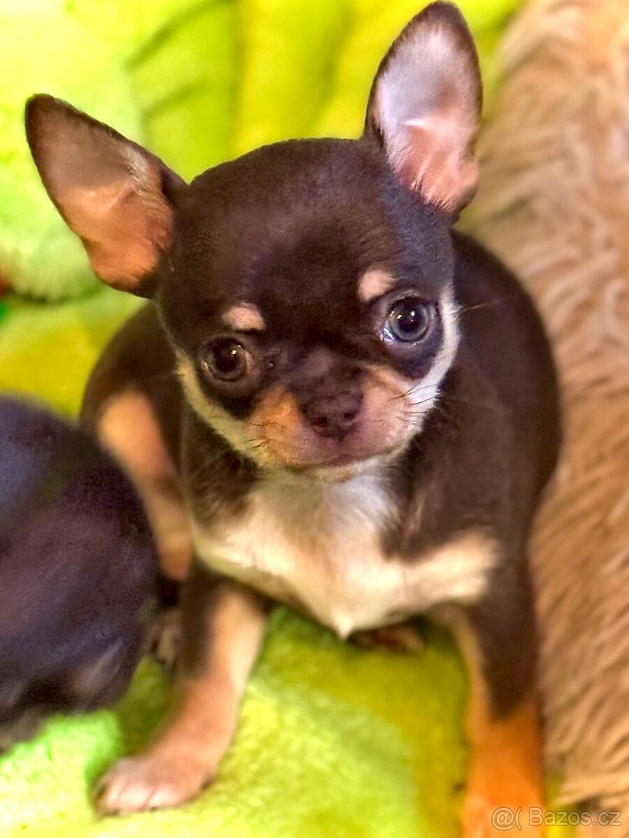 Čivava štěňátka krátkosrstá - 4