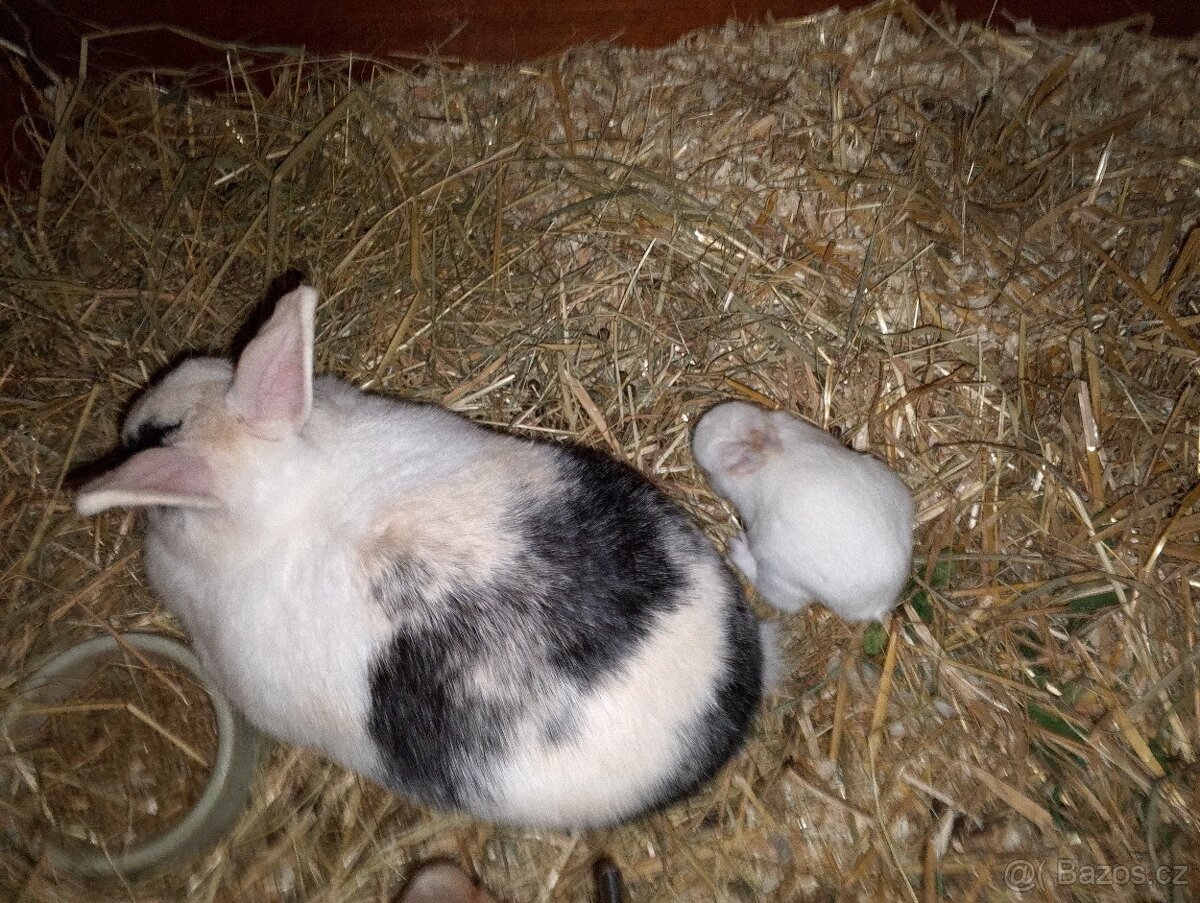 Zakrsli králíčci - 4